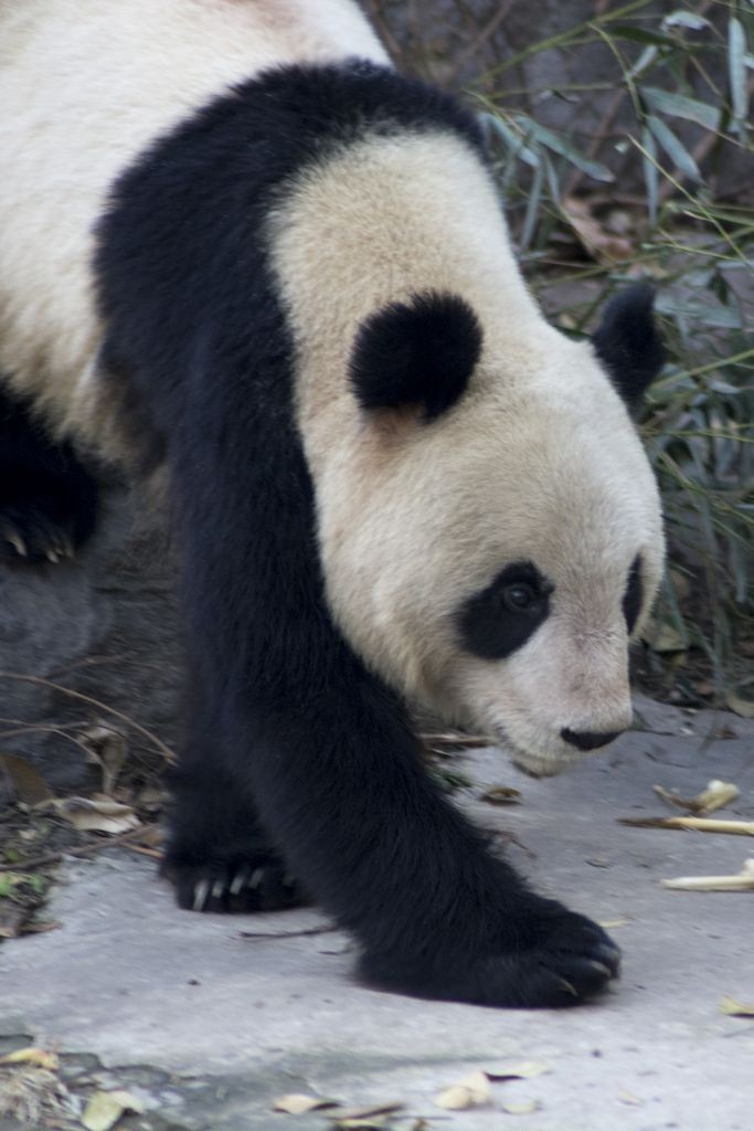 BeijingZooLille3