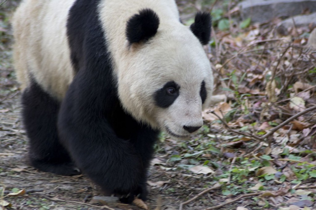 BeijingZooLille4