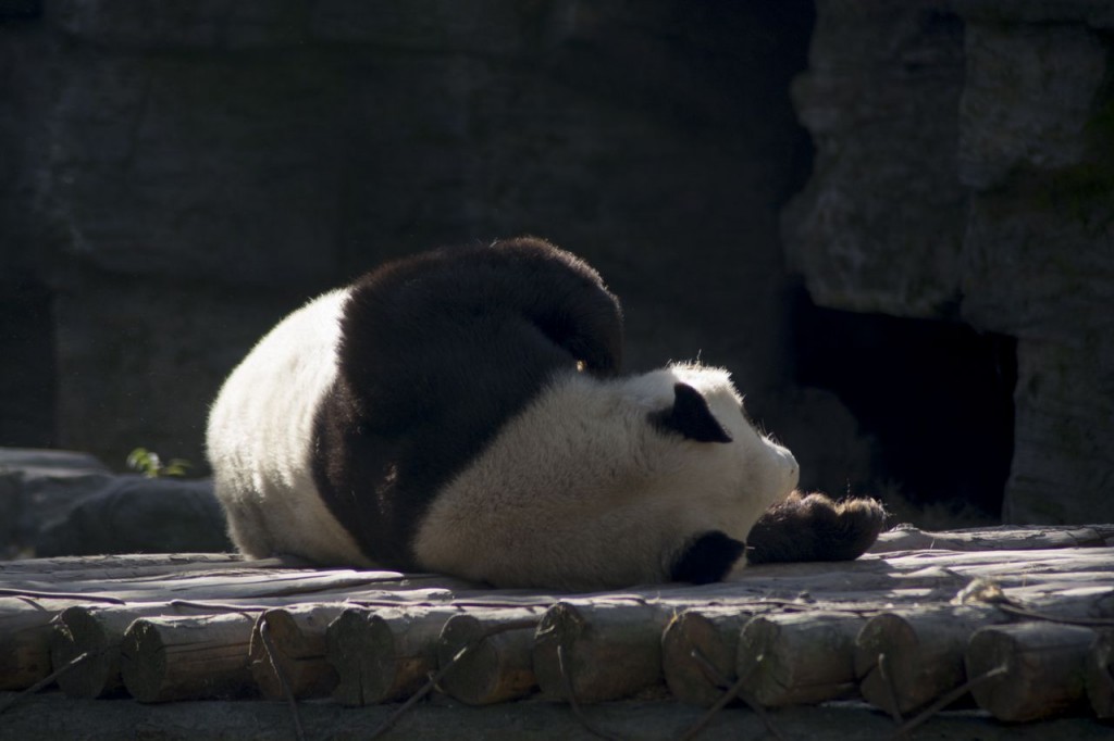 BeijingZooLille5