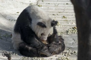 Panda i Beijing Zoo