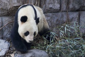Panda i Beijing Zoo