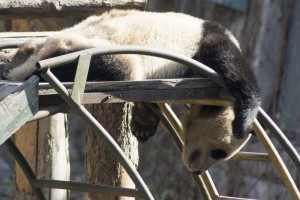 Panda i Beijing Zoo