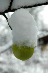 Æble med sne