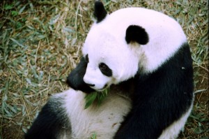Beijing Zoo 1995 Panda
