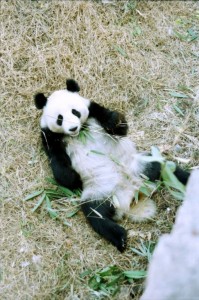 Beijing Zoo 1995 Panda