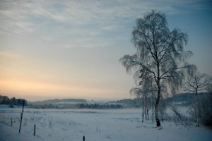 Birketræ Gravlev Dalen