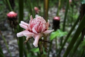 Blomster Singapore Regnskov