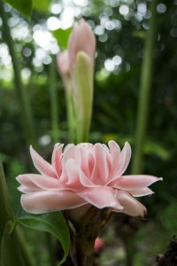 Blomster Singapore Regnskov