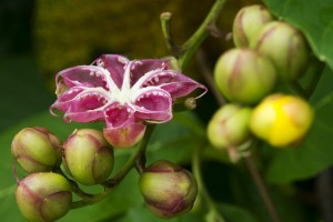 Blomster Singapore Regnskov