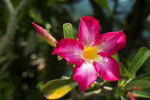 Blomster Singapore Regnskov