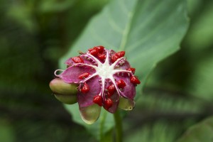 Blomster Singapore Regnskov