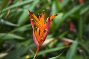 Blomster Singapore Regnskov