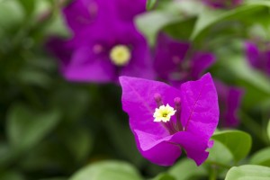 Blomster Singapore Regnskov