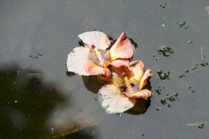 Blomster Singapore Regnskov