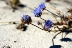 Blomster på klithede