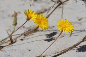 Blomster på klithede