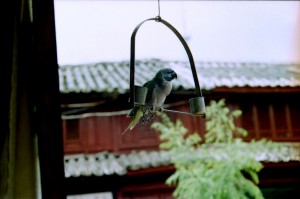 Dali 1995 - fugl ved tage