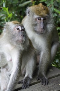 Forelskede aber Singapore