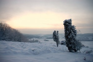 Frosne buske Rebild bakker
