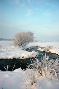 Frosset træ ved Lindenborg å, Gravlev Dalen