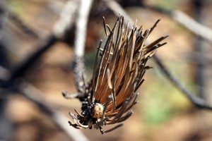 Grandusk efter brand