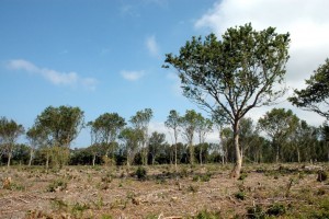 Gulstav ved Bagenkop