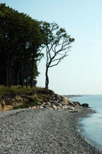 Gulstav ved Bagenkop