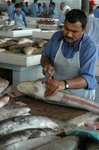 Haj skæres ud - Dubai Fiskemarked