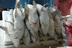 Hajer Dubai Fiskemarked