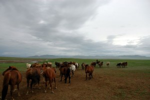 Heste på mark, Mongoliet