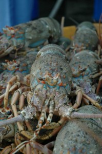 Hummer Dubai Fiskemarked