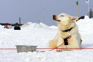 Hund nyder solen Trappers Trail Longyearbyen