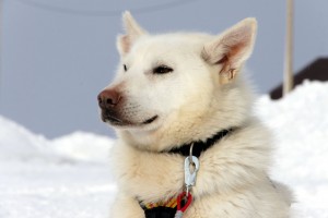 Hund nyder solen Trappers Trail Longyearbyen