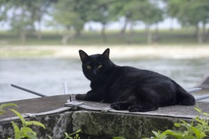 Kat Singapore