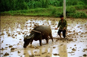 Kina 1995 - pløjer med vandbøffel, Yangshuo