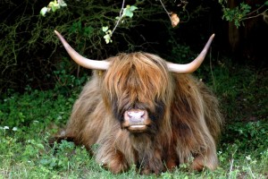 Langhåret kvæg - Skotsk Højlandskvæg