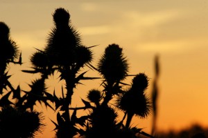 Månen står op ved Juelstrup Sø