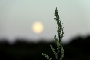 Månen står op ved Juelstrup Sø