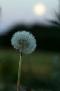 Månen står op ved Juelstrup Sø
