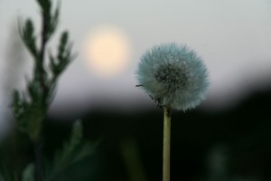 Månen står op ved Juelstrup Sø