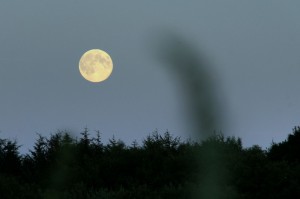 Månen står op ved Juelstrup Sø