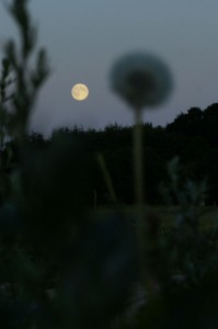 Månen står op ved Juelstrup Sø