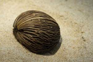 Nød på stranden, Malaysia