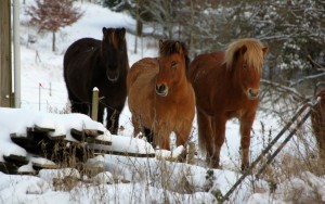 Heste i sne ved Røde Mølle