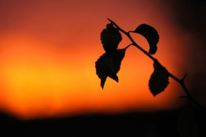 Solnedgang i haven, Skørping