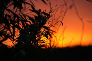 Solnedgang i haven, Skørping