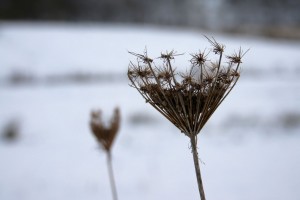 Sne ved Røde Mølle