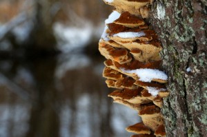 Svamp på træ i sne