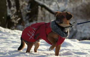 Pepsi i sne ved Røde Mølle