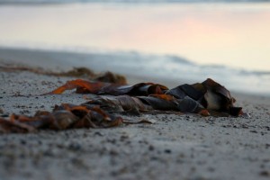 Solnedgang ved Rødhus Strand